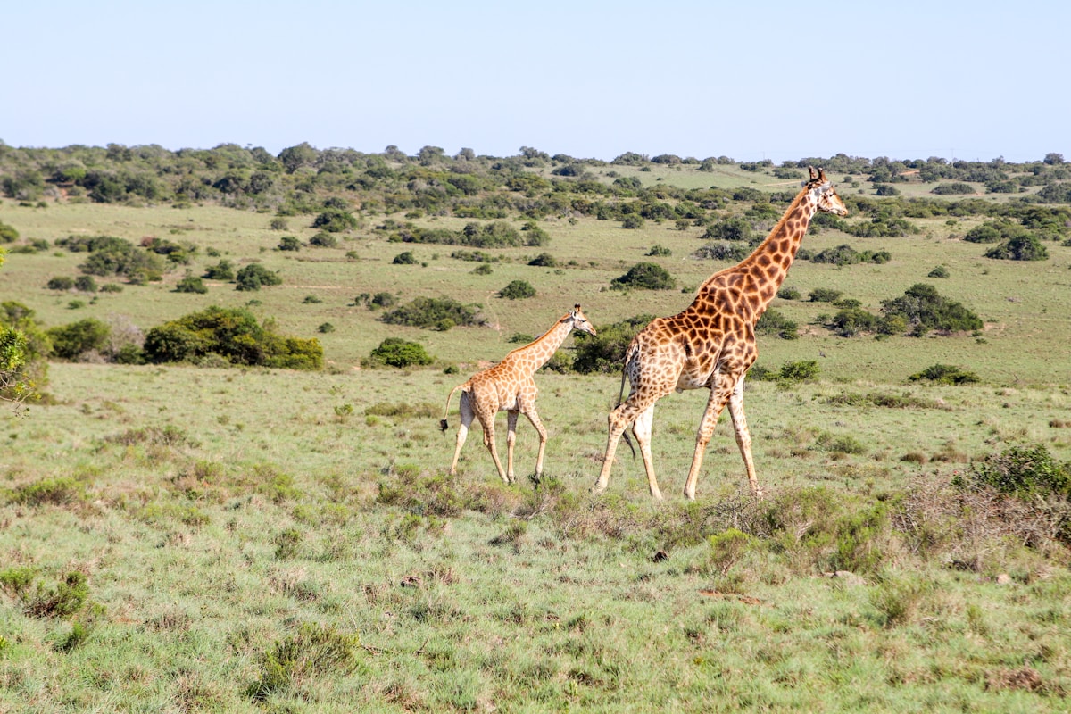 Bloemfontein with kids — more than a fuel stop