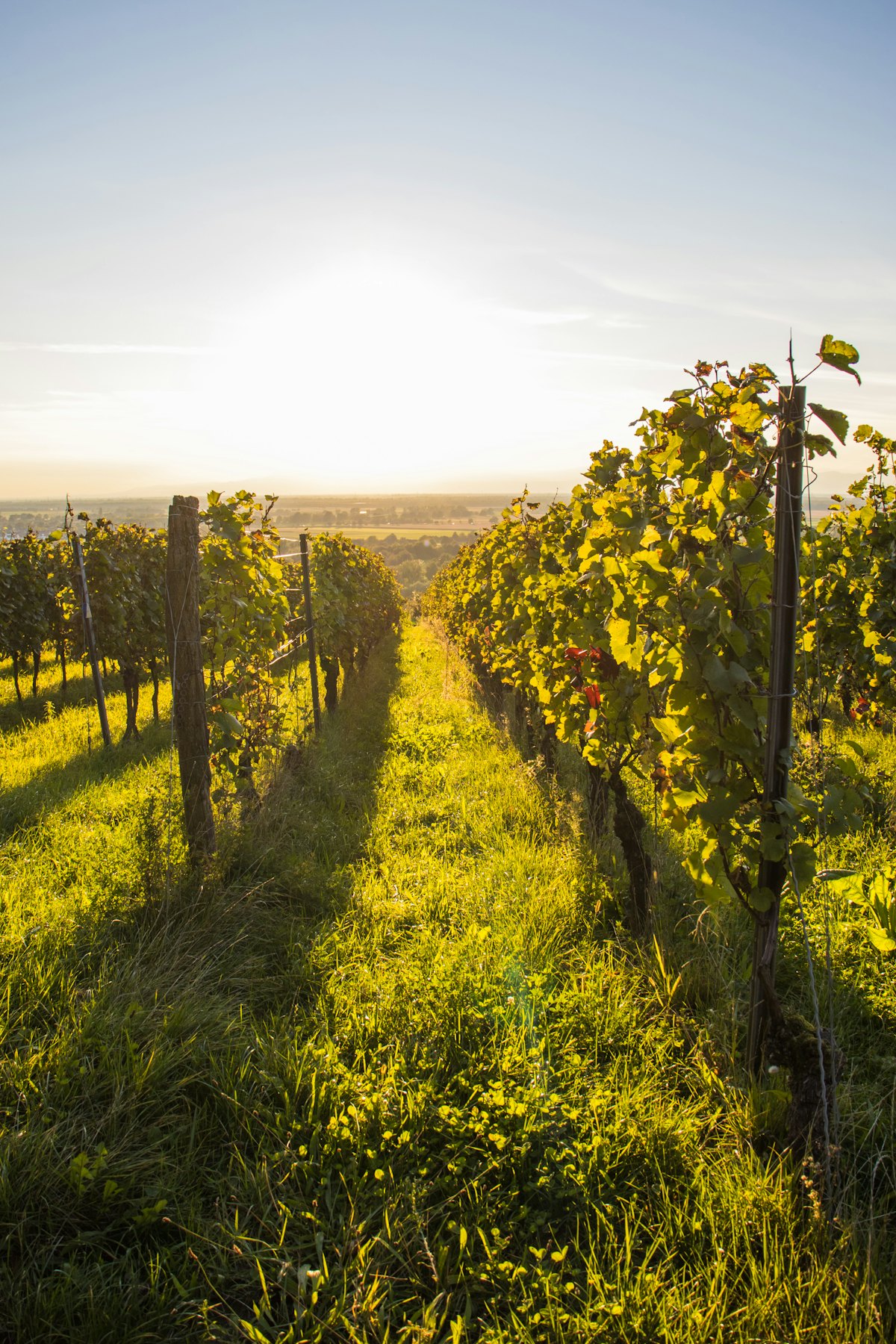 Stellenbosch family wine farms — kids welcome