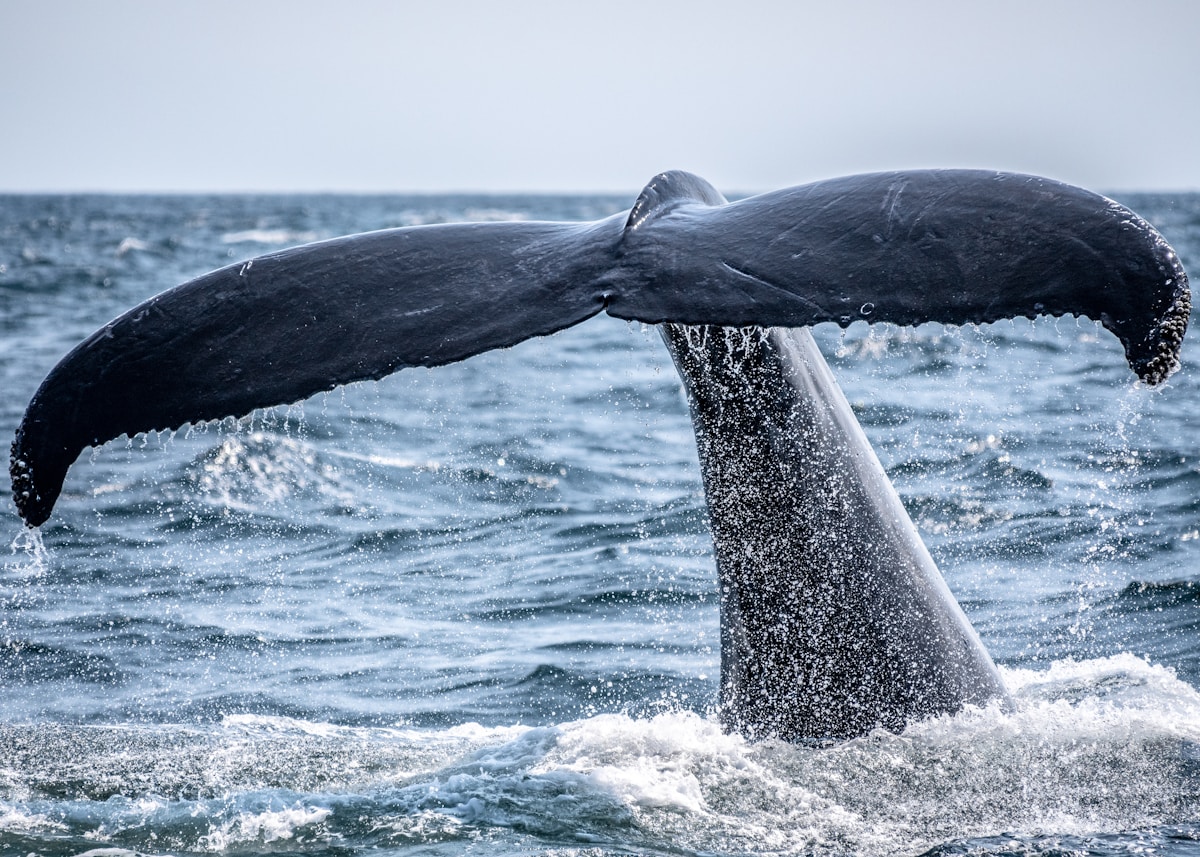 Whale season with kids — Hermanus done properly