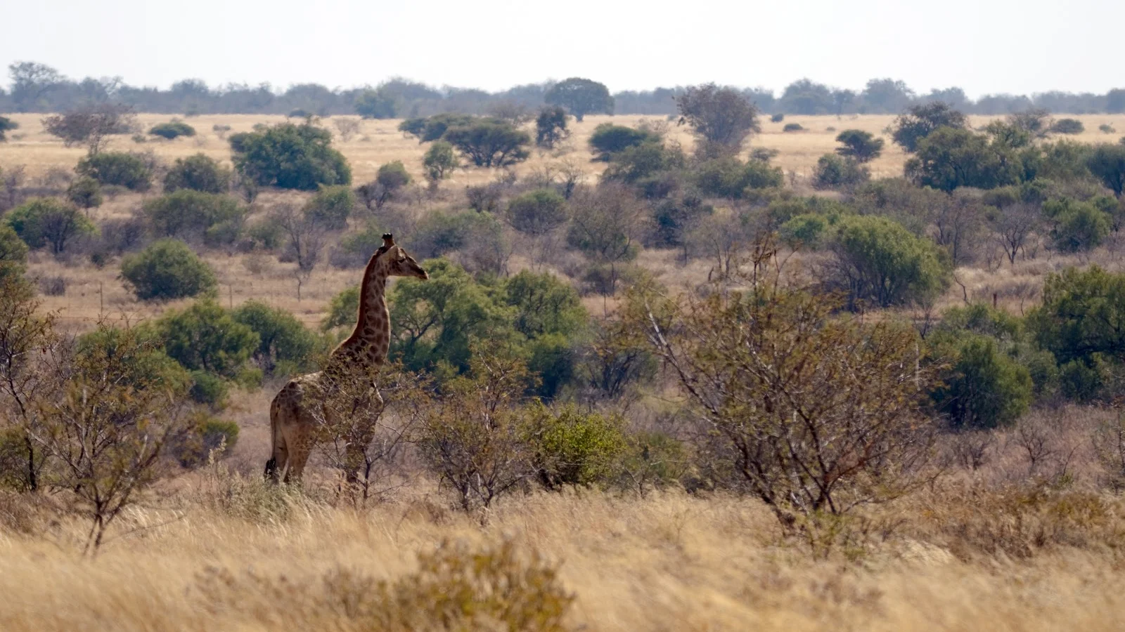 Botsalano Game Reserve