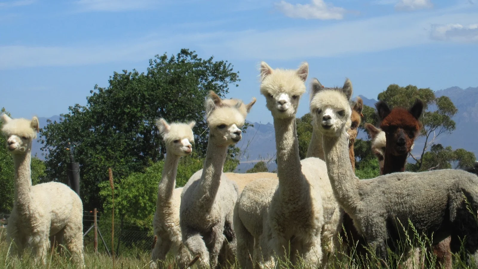 The Alpaca Loom Coffee Shop and Weaving Studio