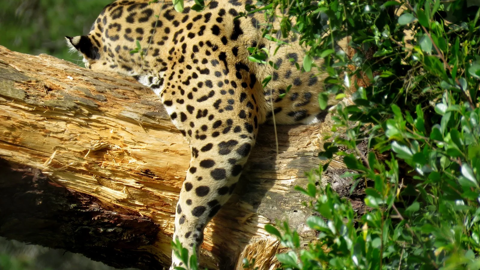 Jukani Wildlife Sanctuary — kid-friendly venue in Knysna