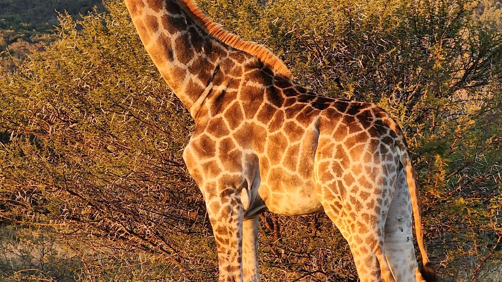 Mabula Game Lodge — kid-friendly venue in Bela-Bela