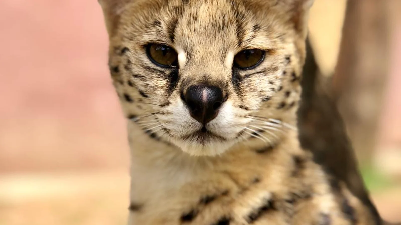 Lory Park Zoo — kid-friendly venue in Midrand