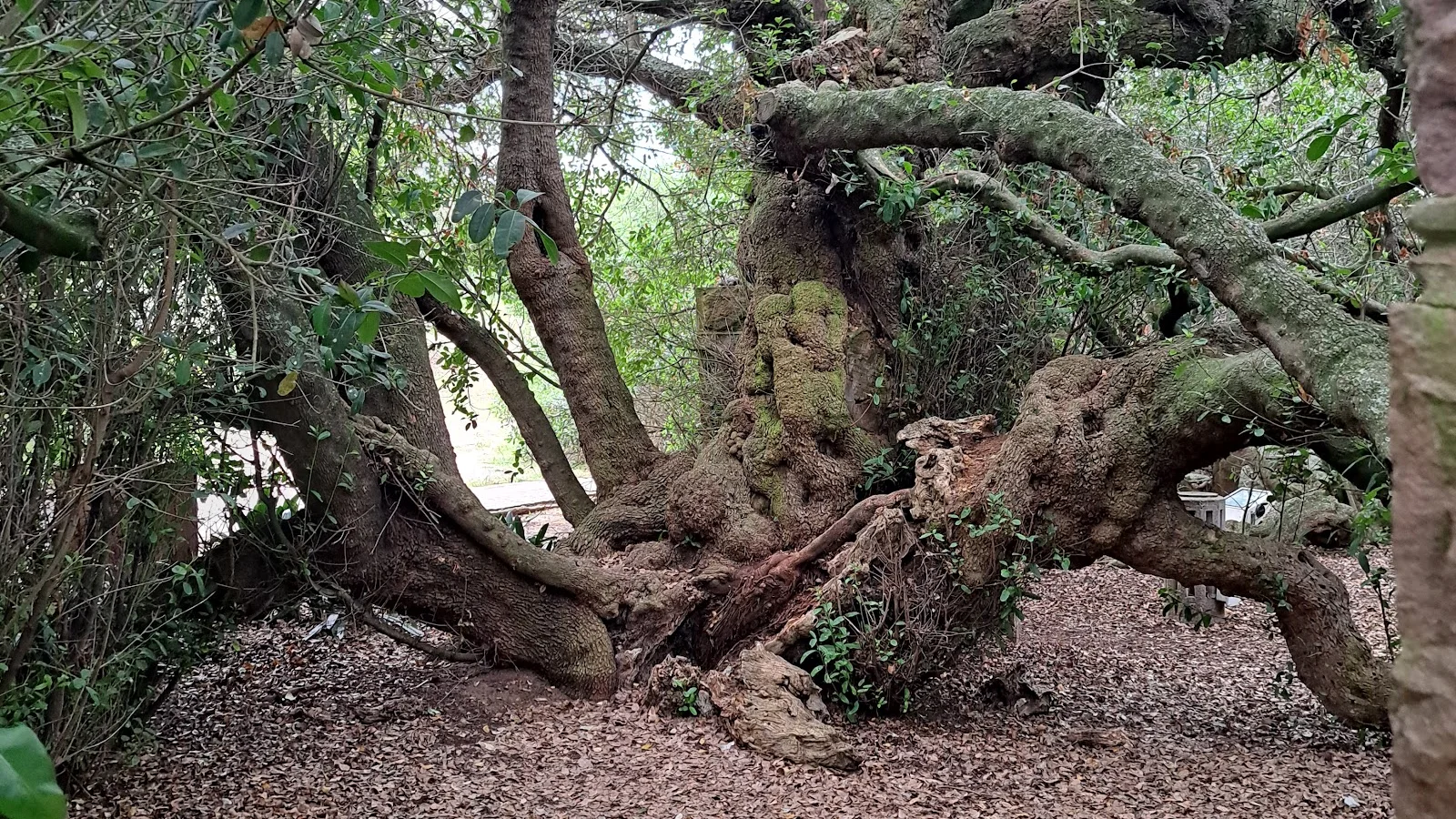 Post Office Tree — kid-friendly venue in Mossel Bay