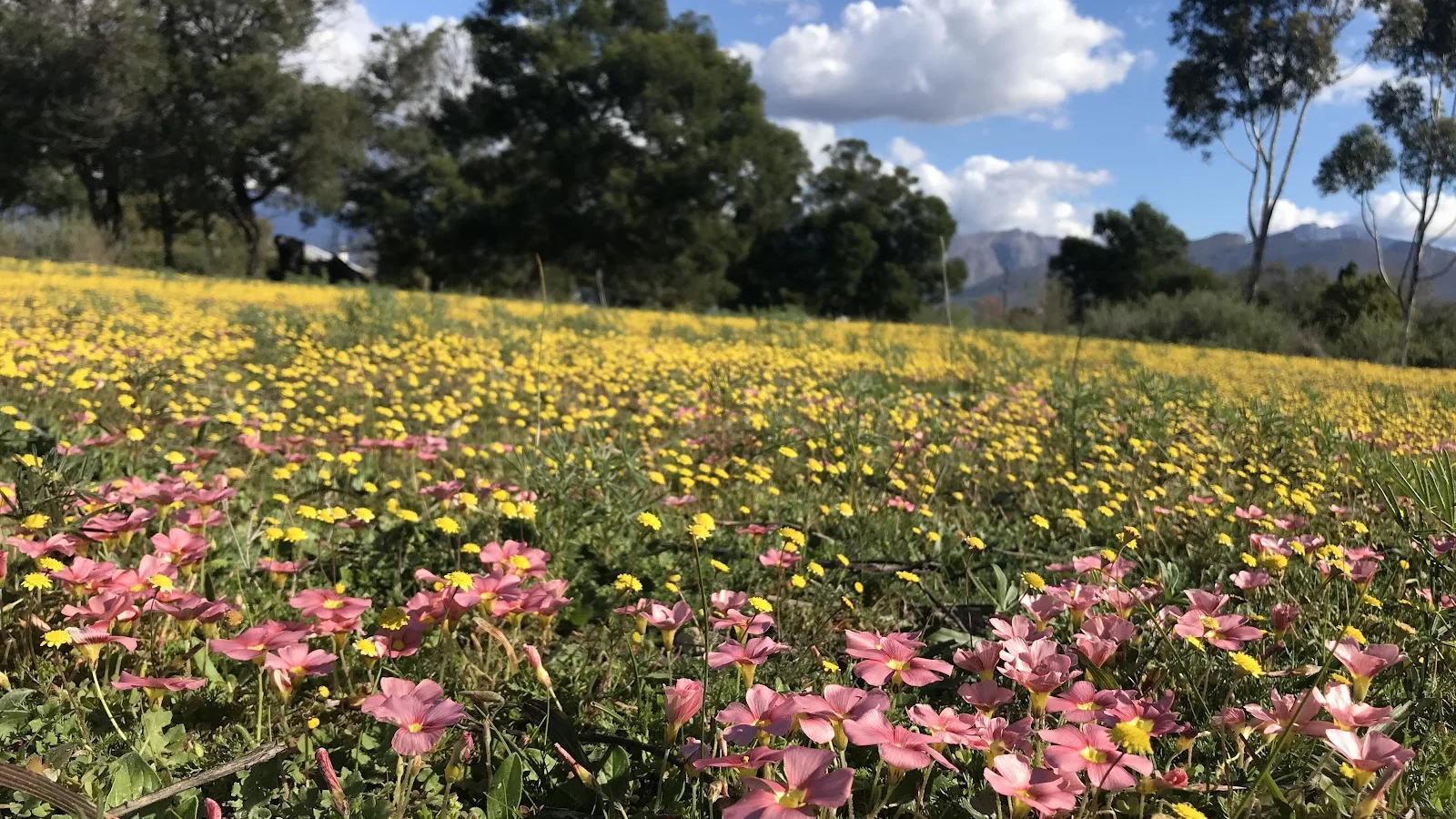 Little Rock Garden — kid-friendly venue in Worcester