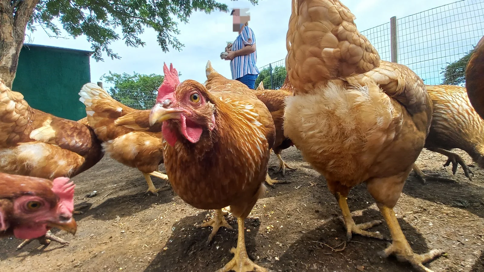 Oppi Berg Animal Farm — kid-friendly venue in Newcastle