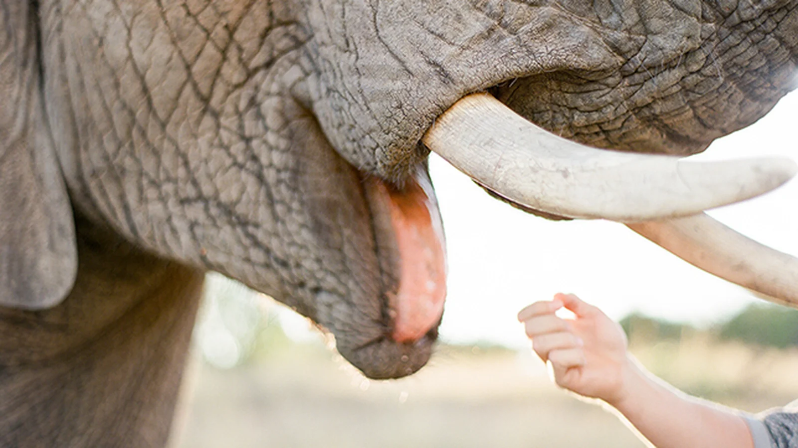 Adventures With Elephants🐘 — kid-friendly venue in Bela-Bela