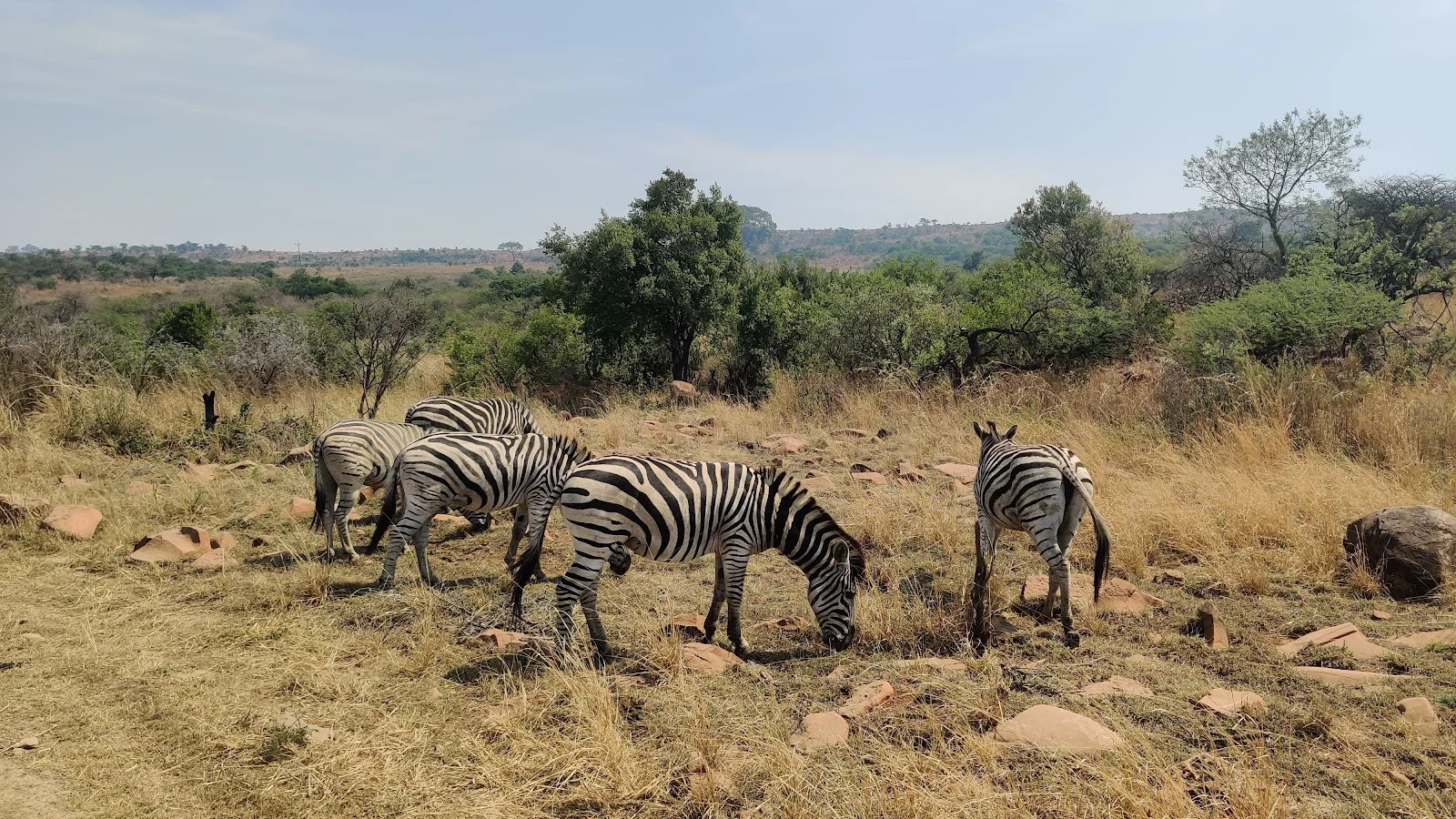 Nambiti Big 5 Private Game Reserve — kid-friendly venue in Ladysmith