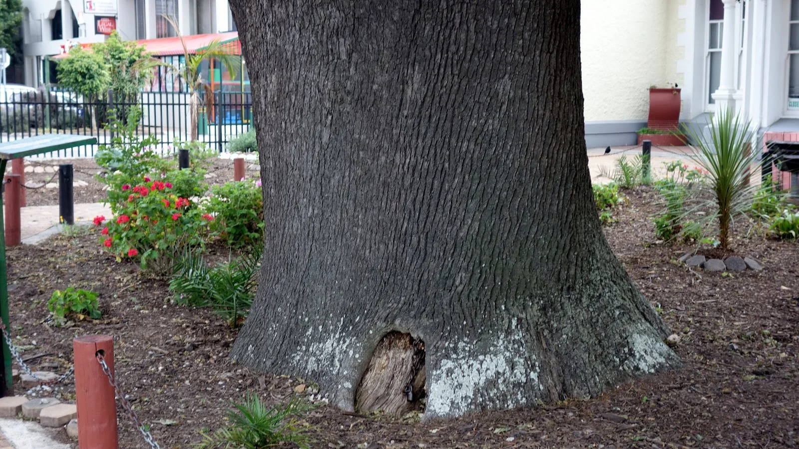 The Old Oak Slave Tree — kid-friendly venue in George
